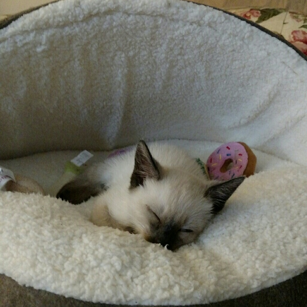 Meet your Posher, Joy